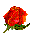 rosebut.gif 1.2 K